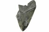 Bargain, Fossil Megalodon Tooth - Serrated Blade #169324-2